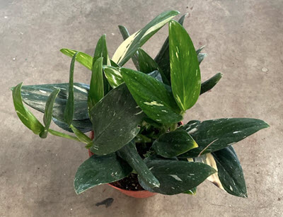 Variegated Standleyana Albo Monstera Philodendron
